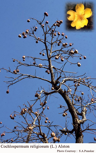 Cochlospermum religiosum (L.) Alston